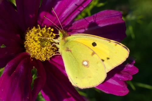 Colias croceus